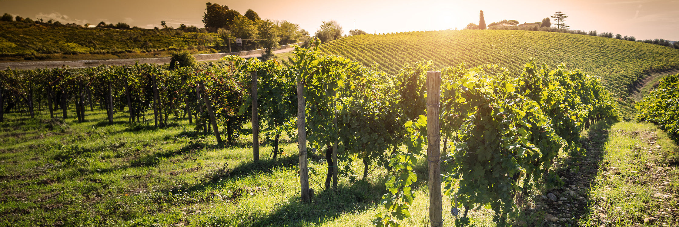 Baskischer Wein